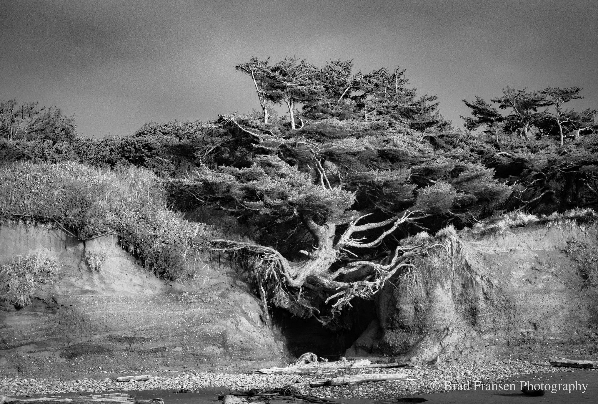 A black and white photo of the famous tree with exposed roots clinging to a coastal bluff, known as the "Tree of Life," in Washington.